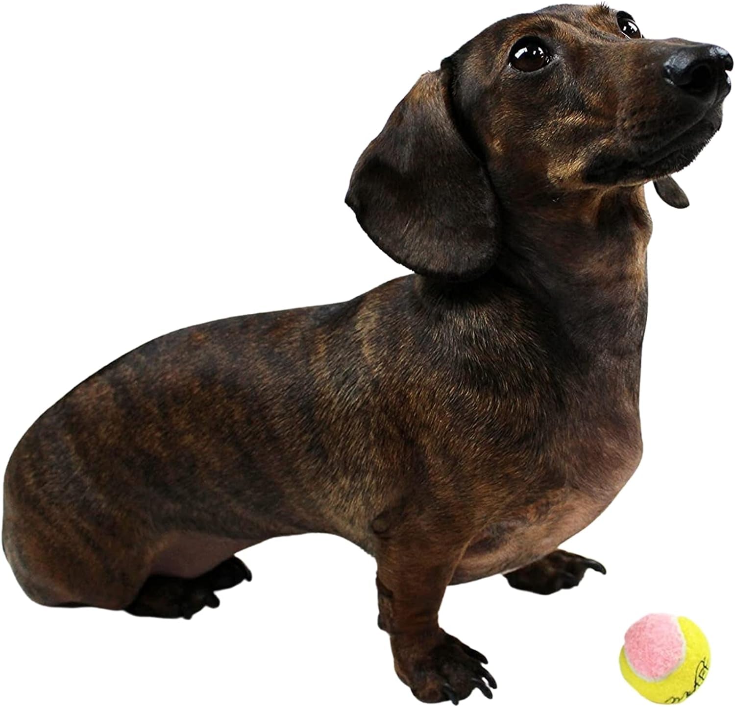 Puppy Mini Fetch Pet Little Tennis Balls -Pack of 12 